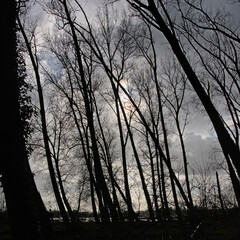 Dark bare tree silhouettes against a sky with rainclouds in bourgoyen nature reserve, Ghent, Flanders, Belgium 