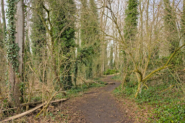 Trail along bare winter trees covered in ivy in bourgoyen nature reserve, Ghent, Flanders, Belgium