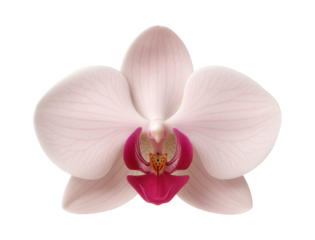 Orchid flower with bilateral symmetry, a prominent lip, and intricate markings