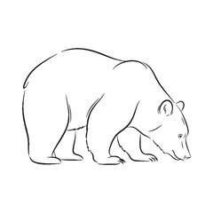 Unique Bear Singular Aspect Recognition - Bear vector - Bear Line art - Bear Drawing - Vector Lineart of Bear - Bear icon - its individual distinguishing traits

