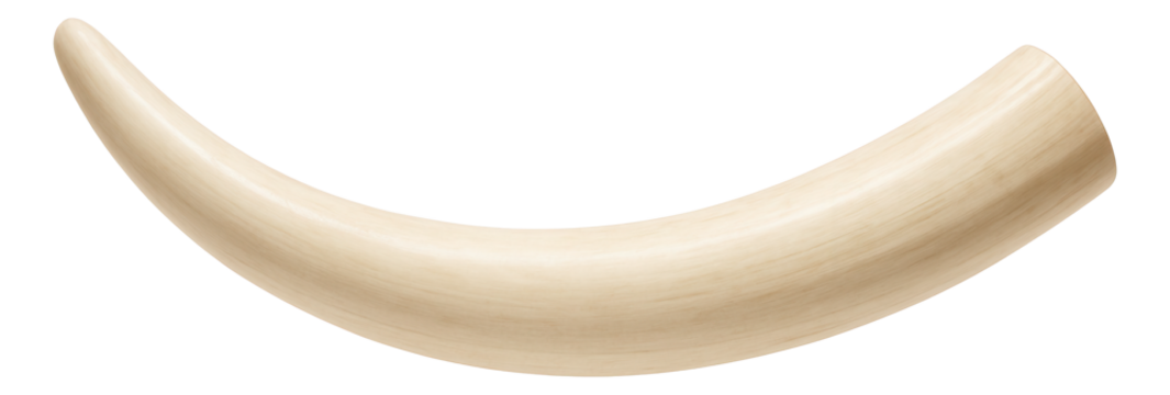 Large African elephant tusk with a smooth, curved shape and ivory color