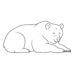 Central Bear Fundamental Qualities Detail - Bear vector - Bear Line art - Bear Drawing - Vector Lineart of Bear - Bear illustration - an impressive powerful wild entity

