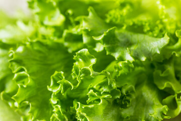 Raw Organic Fresh Baby Green Leaf Lettuce