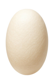 Soft-shelled turtle egg with a leathery, flexible texture and oblong form