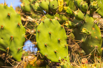 Green cactus plant in the wild has thorns