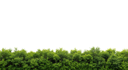 Lush green forest foliage line, densely packed with emerald to lime shades, individual leaves, viewed from side against transparent seamless background, ample copy space, no shadows. Concept of