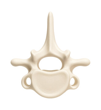 Human vertebra with spinous process and transverse foramina