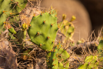 Green cactus plant in the wild has thorns