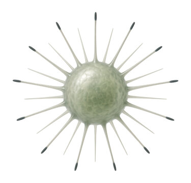 Actinophrys sol with spherical body and radiating axopodia