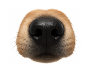 Canine snout with black, wet nose pad and visible whisker follicles