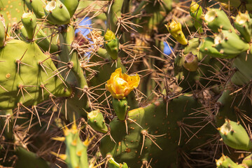 Green cactus plant in the wild has thorns
