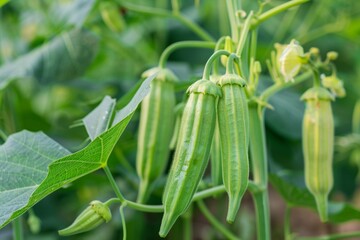 Fototapeta premium fresh green onion