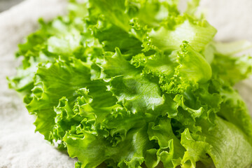 Raw Organic Fresh Baby Green Leaf Lettuce