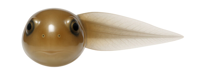 Common frog tadpole with elongated tail and small, rounded body