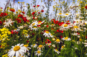 Kwietna kolorowa łąka © Izabela&Grzegorz