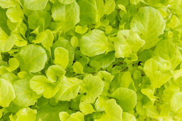 A lush canopy of lettuce microgreens in full growth.