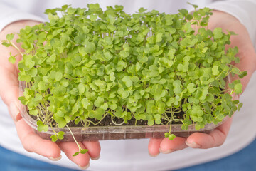 Lush green arugula microgreens in a transparent tray