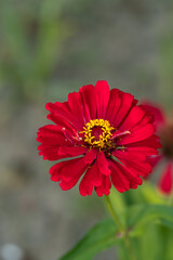 Vibrant Red Zinnia Flower in Bloom