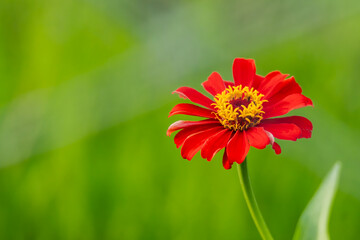 Vibrant Red Zinnia Flower in Sunlight