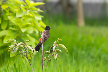 Red-vented Bulbul Perched on a Branch, Amidst Lush Greenery