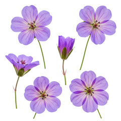 Fototapeta premium Five detailed purple Cranesbill Geraniums, periwinkle petals with dark veins, reddish anthers, green stems, varied views, isolated on a clean white background with copy space, bright studio light,