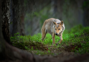 Grey wolf ( Canis lupus ) close up