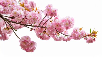 Obraz premium fresh bright pink cherry blossom flowers on a tree branch in spring sakura springtime season isolated against a transparent background