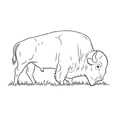 Robust Bison Solid Core Exemplified - Bison vector - Bison Line art - Bison Drawing - Vector Lineart of Bison - Bison illustration - its unyielding inner vital being

