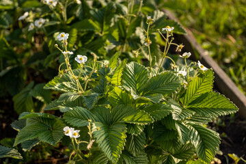Strawberry plants with flowers in sunlight