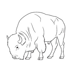 Giant Bison Distinctive Character Depicted - Bison vector - Bison Line art - Bison Drawing - Vector Lineart of Bison - Bison icon - its universally recognized imposing look

