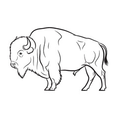 Powerful Bison Untamed Spirit Embodied - Bison vector - Bison Line art - Bison Drawing - Vector Lineart of Bison - Bison illustration - its true inherent wild being


