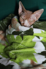 A warm and cozy cat snuggled up in a soft blanket, ideal for pet or family photos