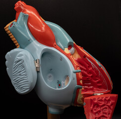 Right Atrium And Pectinate Muscles Of Heart