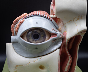 Anterior View Of Human Eye Model