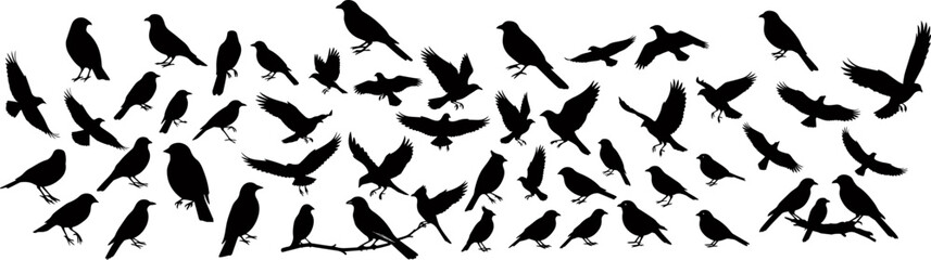 Obraz premium Bird silhouette vector bundle on isolated background.