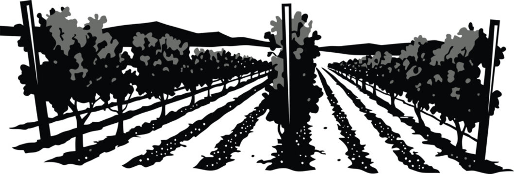 Minimalist Vineyard Design