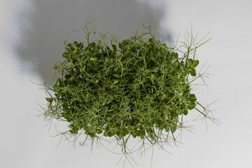 pea microgreens for eating a valuable and healthy product the final stage of growth and ready to be cut on a gray background