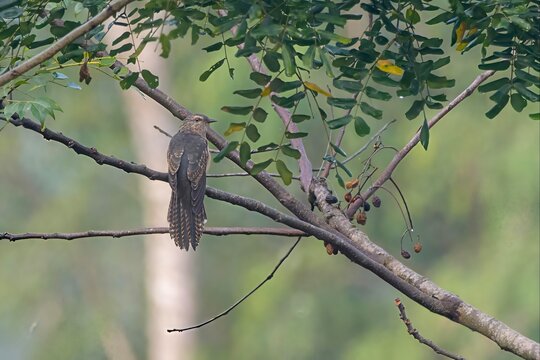 plaintive cuckoo (Cacomantis merulinus), a species of bird belonging to the genus Cacomantis in the cuckoo family Cuculidae, at Karimganj Assam, India