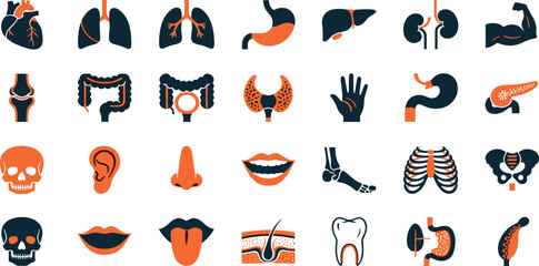 Medical organs line icon set. Vector pictograms of anatomy, body parts, kidney, bladder, pancreas, intestine, thyroid, pelvis, skeleton, joint, hand, nose, mouth, tongue, thin linear illustration