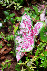 pink and green leaves