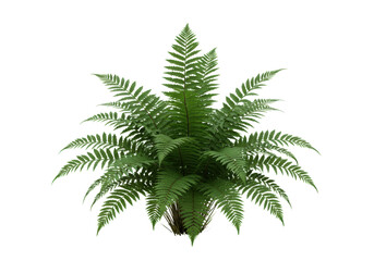 A vibrant green boston fern plant with lush, arching fronds, isolated against a transparent studio background with bright, even light, sharp focus, clear contours, concept of botanical elegance and