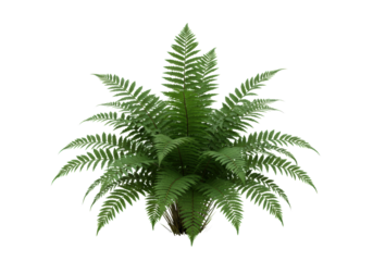 A vibrant green boston fern plant with lush, arching fronds, isolated against a transparent studio background with bright, even light, sharp focus, clear contours, concept of botanical elegance and