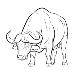 Singular Buffalo Aspects - Buffalo vector - Buffalo Line art - Buffalo Drawing - Vector Lineart of Buffalo - Buffalo icon - individual traits

