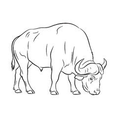 Robust Buffalo Core - Buffalo vector - Buffalo Line art - Buffalo Drawing - Vector Lineart of Buffalo - Buffalo illustration - inherent being

