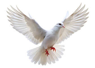 White dove bird with wings spread wide in flight against a black background isolated on a transparent background