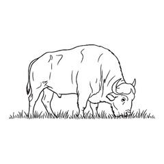 Mighty Buffalo Wildness - Buffalo vector - Buffalo Line art - Buffalo Drawing - Vector Lineart of Buffalo - Buffalo illustration - sheer power


