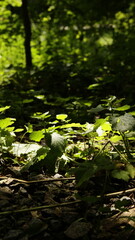 sunlight in the forest and butterfly in flight hidden in the foliage