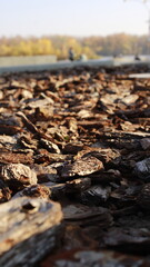 The pieces of tree bark