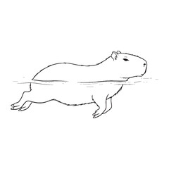 Examining Capybara Makeup - Capybara vector - Capybara Line art - Capybara Drawing - Vector Lineart of Capybara - Capybara icon - its physical elements

