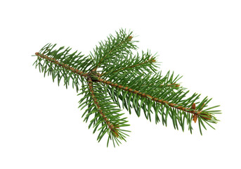 Single fresh vibrant green spruce or fir branch with sharp dark needles and prominent brown woody stem, isolated against a pristine clean plain white background with ample copy space, winter holiday